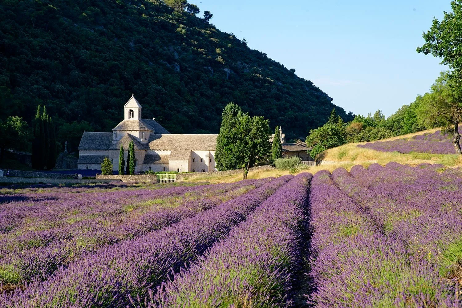Rows of purple lavender leading to Sénanque Abbey, set against a wooded hillside with cypress trees