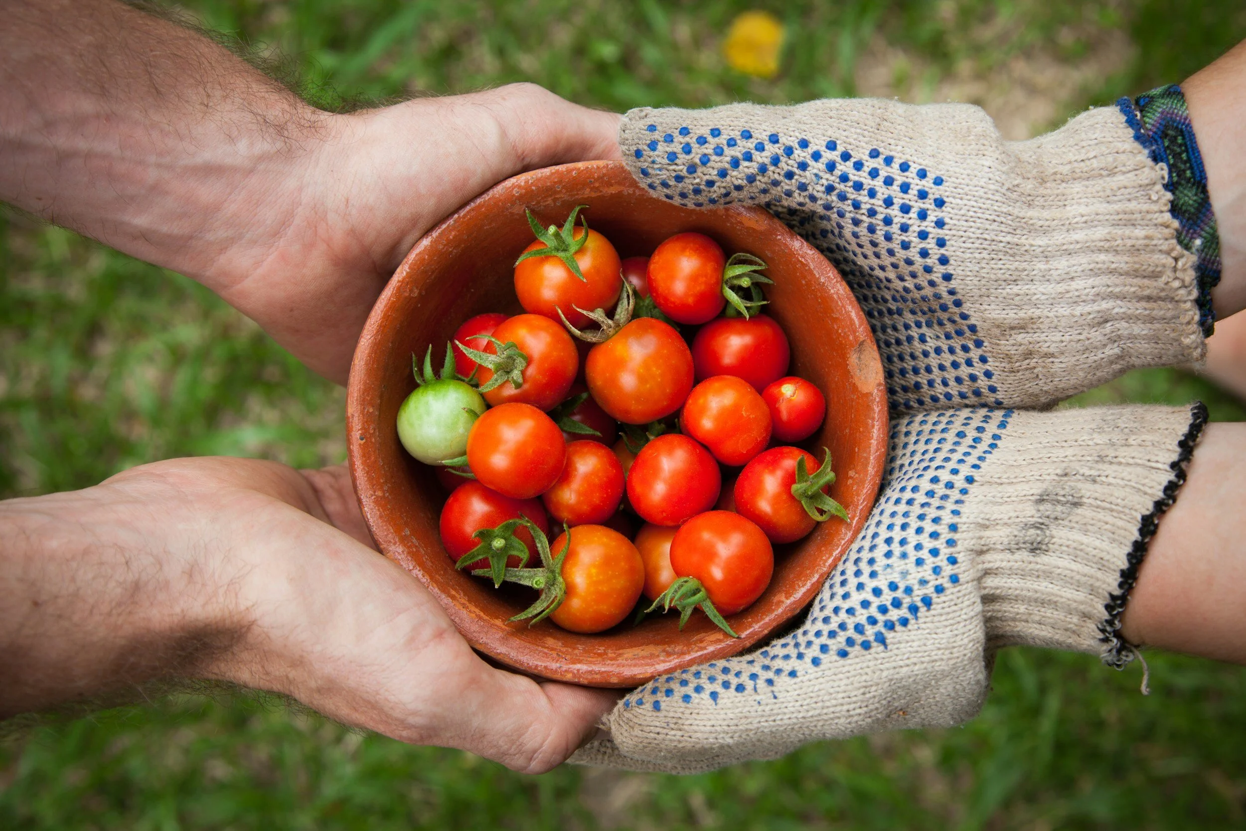 One person's bare hands passing a clay bowl of cherry tomatoes to gloved hands over grass