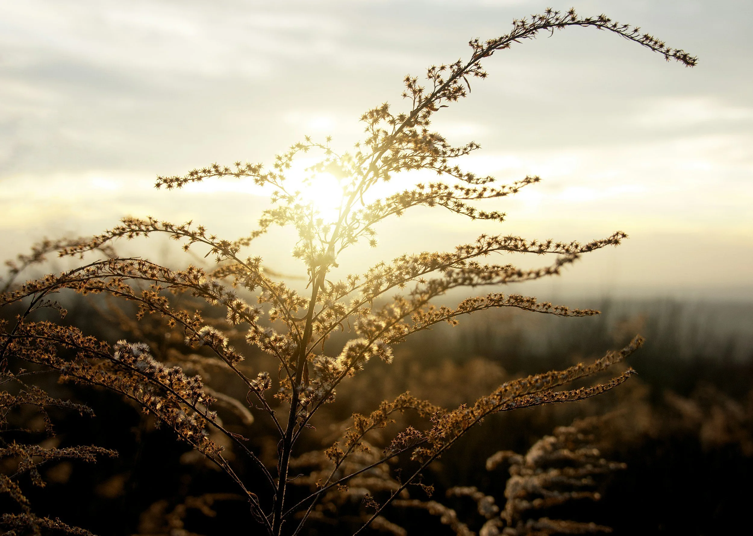 Dry, feathery wild plant backlit by a soft golden sun in a hazy sky