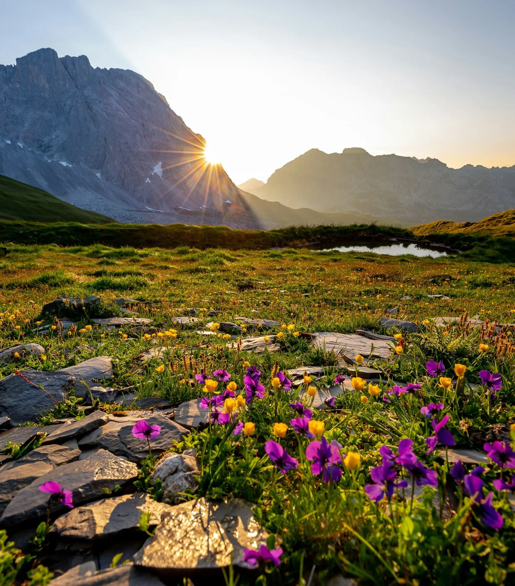 Sun bursting past a rocky mountain over an alpine meadow of purple and yellow wildflowers and a small pond