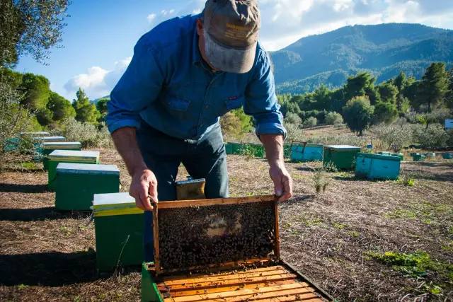 A beekeeper in a denim shirt and cap lifts a frame covered in bees from a hive, with green hives and mountains behind