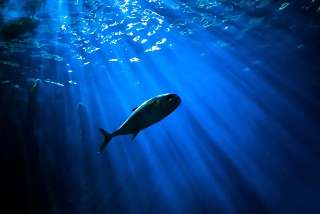 A fish swimming in deep blue water with sunlight streaming down from the surface