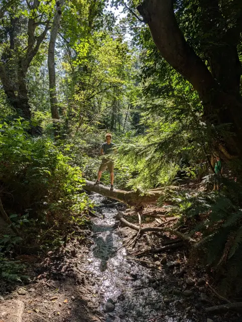 A man stands on a fallen log over a small creek in a sunlit green forest.
